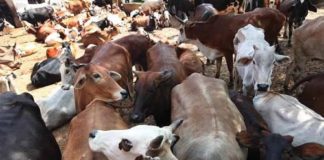 Go Taskari police encounter case