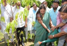 Chief Minister Raje made plantation in BJP office