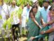Chief Minister Raje made plantation in BJP office