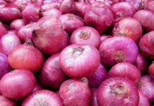 Launch of Food Processing Incubation Center for Small Onions in Perambalur