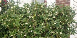 Olive-Leaf-Tia-Rajasthan