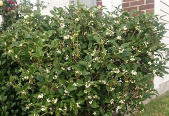 Olive-Leaf-Tia-Rajasthan