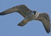 Pakistan's spying eagle in Bikaner district
