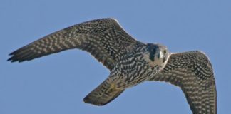 Pakistan's spying eagle in Bikaner district