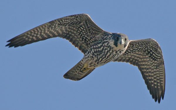 baaz Pakistan's spying eagle in Bikaner district