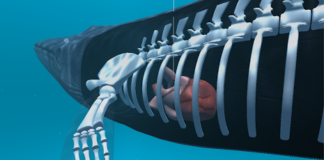 terrorist-organization-operating-the-blue-whale-game-targeting-the-children-of-india