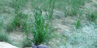 Lover-The-End Story- Rajasthan- Hanumangarh- Lover Couple-Suicide