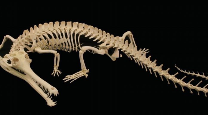 भारत में जुरासिक काल के, पहले ‘मीन सरीसृप’ के जीवाश्म मिले In the Jurassic period in India, first fossils of 'Pisces Reptiles'