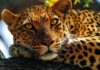 Leopard attacks child's death