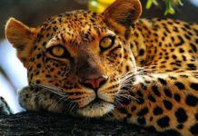 Leopard attacks child's death