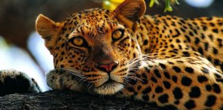 Leopard attacks child's death