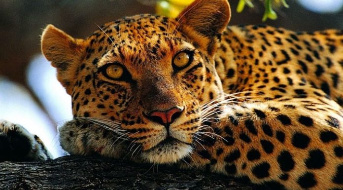 Leopard attacks child's death