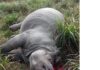 Body of Rhino found in Kaziranga National Park, horn was cut down