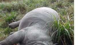 Body of Rhino found in Kaziranga National Park, horn was cut down
