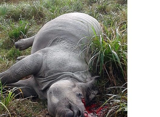 काजीरंगा राष्ट्रीय उद्यान में गैंडे का शव मिला, कटा हुआ था सींग Body of Rhino found in Kaziranga National Park, horn was cut down