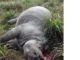 Body of Rhino found in Kaziranga National Park, horn was cut down