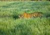 खेत में घुस आए बाघ की बिजली का करंट लगने से मौत
