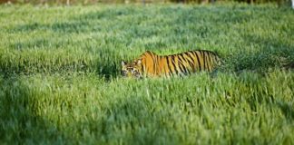 खेत में घुस आए बाघ की बिजली का करंट लगने से मौत