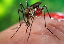 New insects, dengue and chikungunya are also being developed to detect Japanese encephalitis virus.