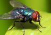 The disease spreads in humans, domestic flies: study