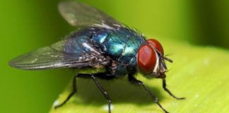The disease spreads in humans, domestic flies: study
