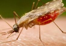 Only 8% of malaria cases detected in India in 2016