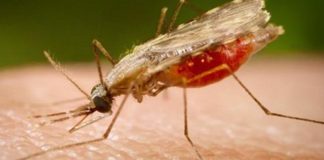 Only 8% of malaria cases detected in India in 2016