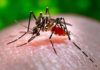 No benefit from bleaching powders, to deal with dengue, then kill mosquito eggs