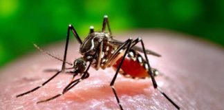 No benefit from bleaching powders, to deal with dengue, then kill mosquito eggs
