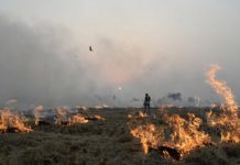 Government will monitor satellite on Parali burning in Punjab