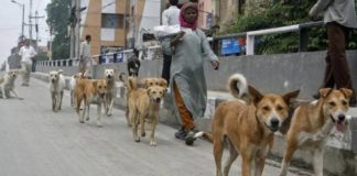 'Do not run over the dogs, keep your hands on the chest'