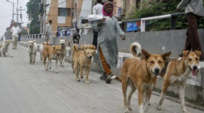 'Do not run over the dogs, keep your hands on the chest'