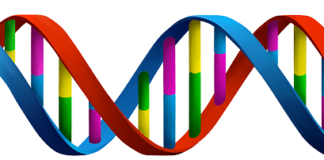 DNA recognition will be done in a few minutes from new software