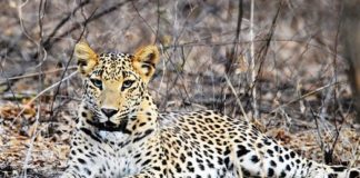 In the densely populated district of Jaipur, Panther, Maacha Kohram