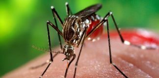 Latest data related to dengue vaccine submitted to authority: Sanofi