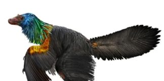 Rainbow-colored-dinosaur