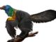 Rainbow-colored-dinosaur