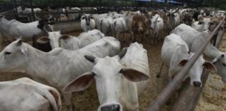 Gaushalas-in-rajasthan