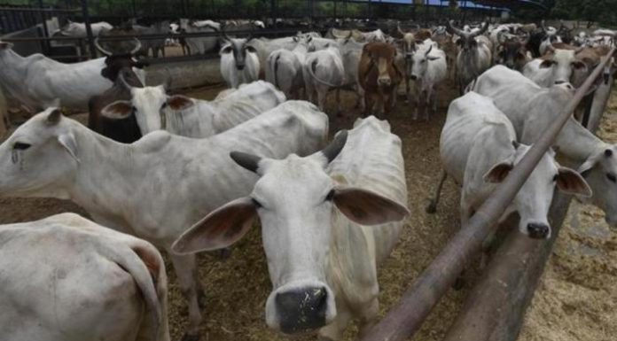 राजस्थान में गौशालाओं को 90 दिन की सहायता राशि दी जाएगी एकमुश्त Gaushalas-in-rajasthan