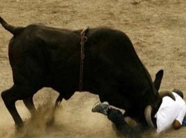 Bull, innocent, life, bhartpur