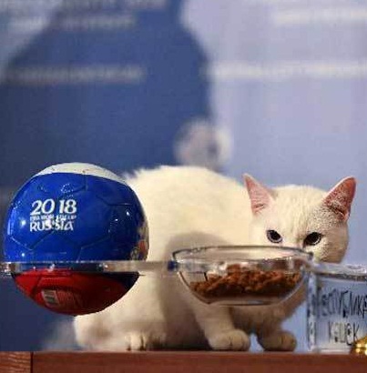 FIFA World Cup, russia, won match, cat telling, will win, will lose