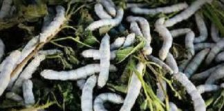 Central Silk Board, recently, notified, species, silkworm, egg, species, grown