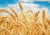 wheat, genome, Success, understanding, complex, indian sciencetist