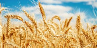 wheat, genome, Success, understanding, complex, indian sciencetist