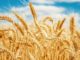 wheat, genome, Success, understanding, complex, indian sciencetist