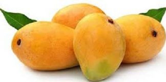 Konkan, Alphonso mango, GI tag