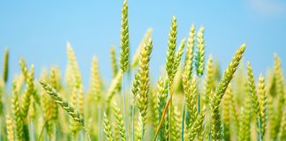 Ensuring a significant increase in the income of the farmers, the Cabinet Committee on Economic Affairs (CCEA), under the chairmanship of Prime Minister Narendra Modi, has approved the increase in minimum support prices (MSP) of all Rabi crops of 2018-19 season.