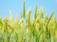 Ensuring a significant increase in the income of the farmers, the Cabinet Committee on Economic Affairs (CCEA), under the chairmanship of Prime Minister Narendra Modi, has approved the increase in minimum support prices (MSP) of all Rabi crops of 2018-19 season.