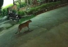 जयपुर में रिहायशी इलाके में पहुंचा लेपर्ड